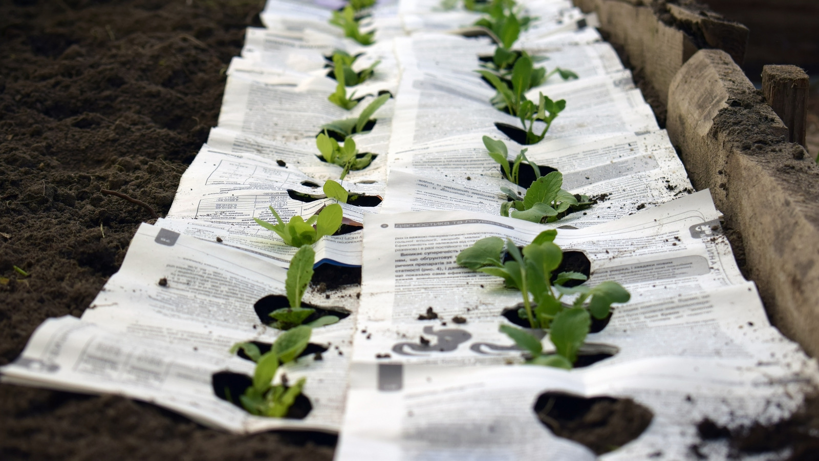 あなたの庭でこの持続可能なマルチの代替品を試す前に知っておくべきこと