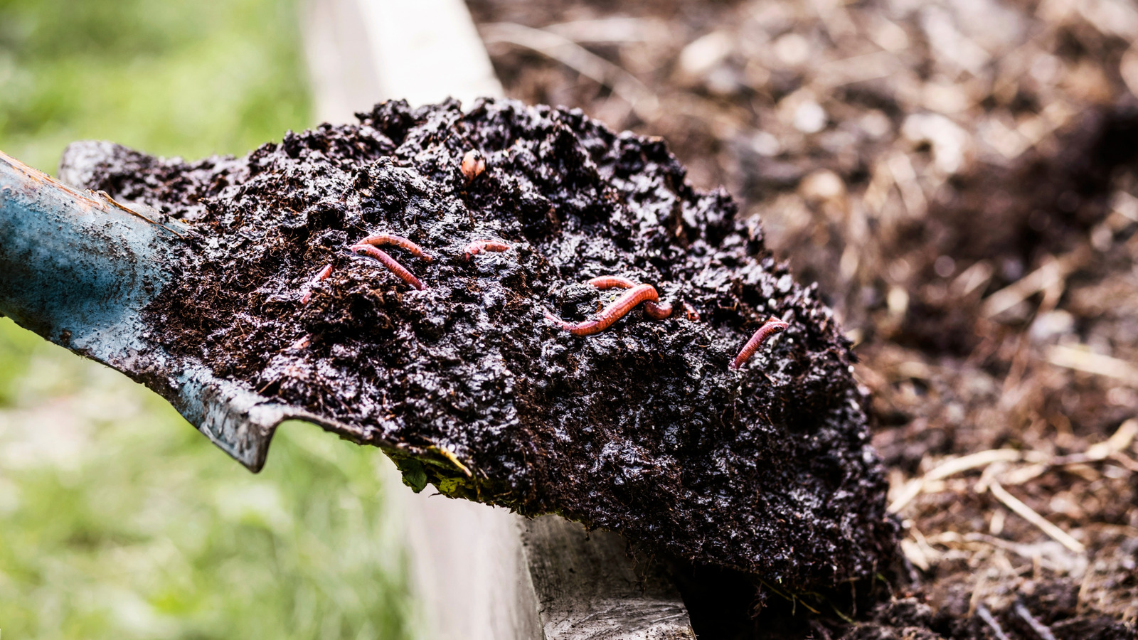 魚介類堆肥を庭の肥料として試す前に知っておくべきこと