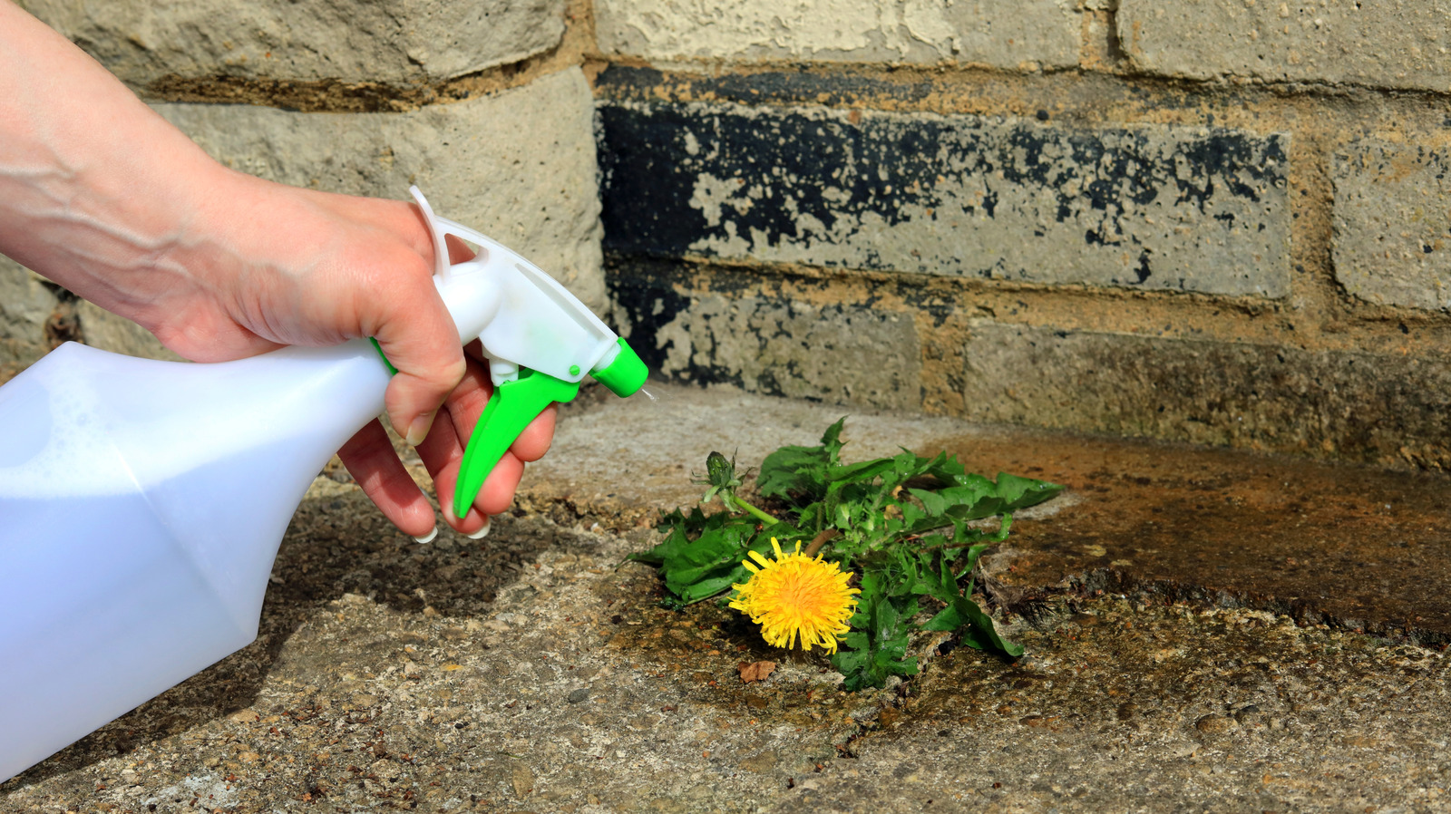 漂白剤を使用して草の上の雑草を制御する前に知っておくべきこと