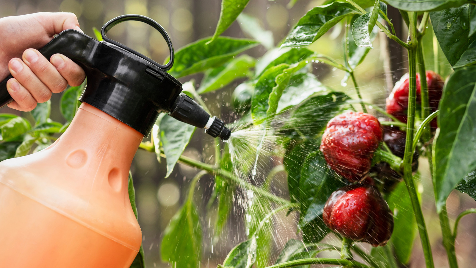 収穫の直前に植物に天然の農薬を使用する前に知っておくべきこと