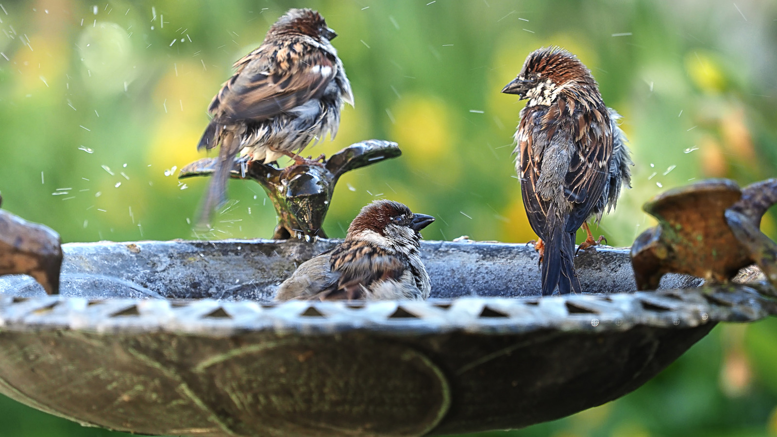 バードバスを購入（または建設する）際に何を探すべきか