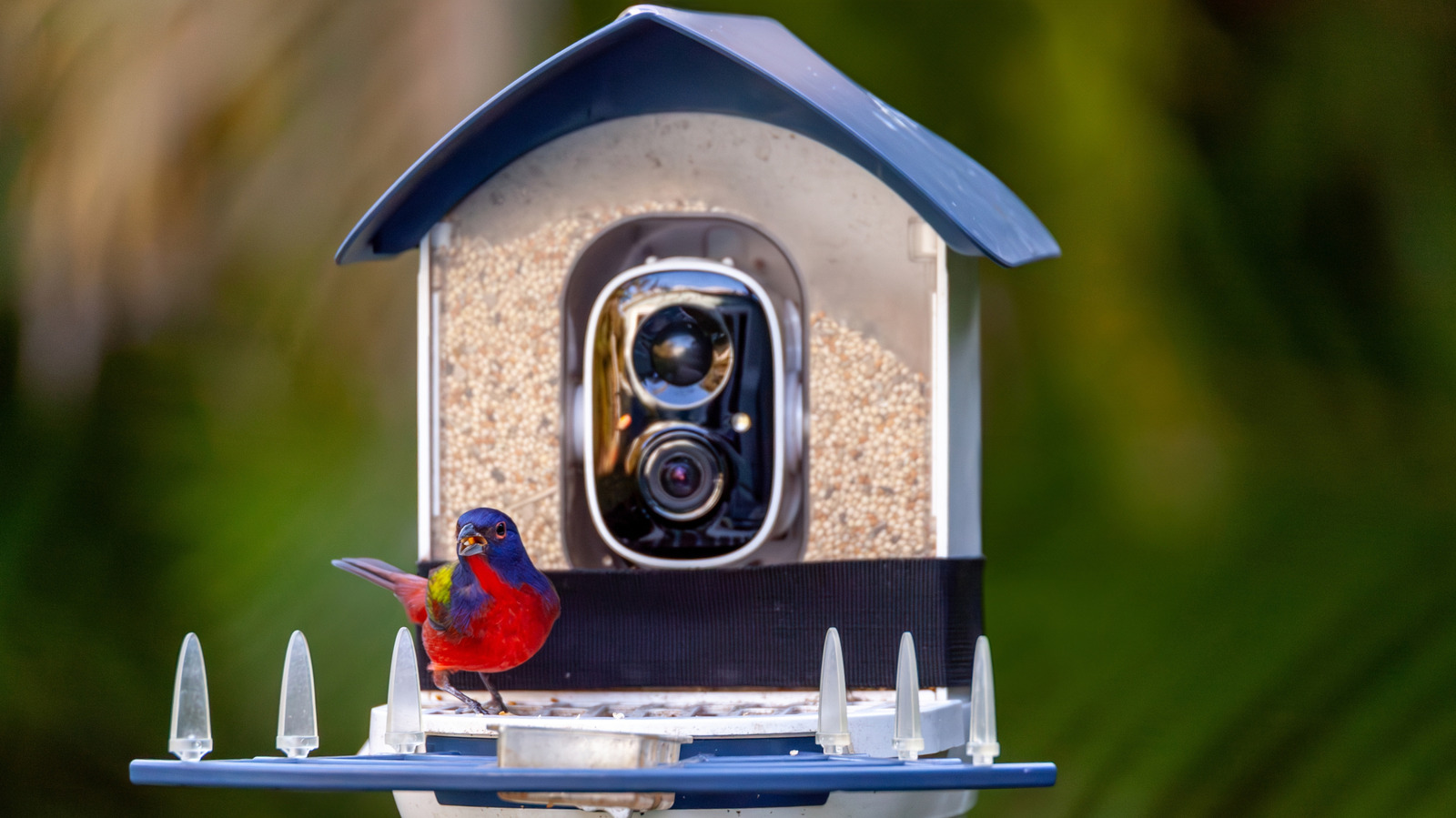 ほとんどの鳥を引き付けるためにカメラフィーダーを置く場所
