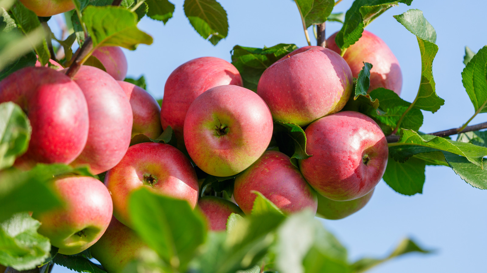 冬の終わりの剪定がリンゴの木をより健康にする鍵となる理由