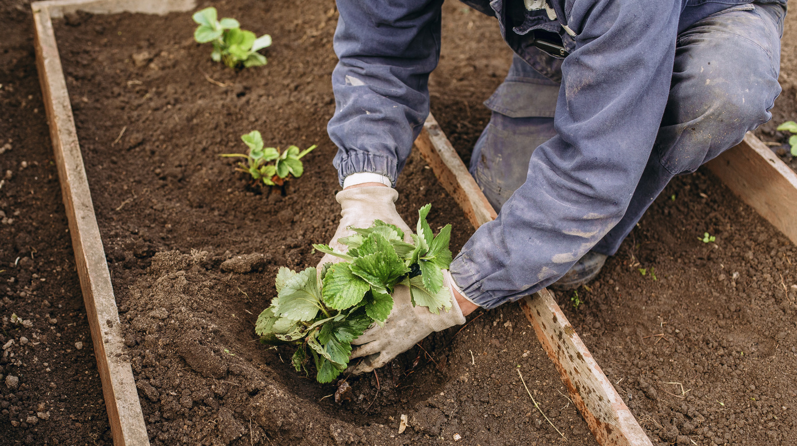 健康的な庭の土を作るための人気のミートハックが試す価値がない理由