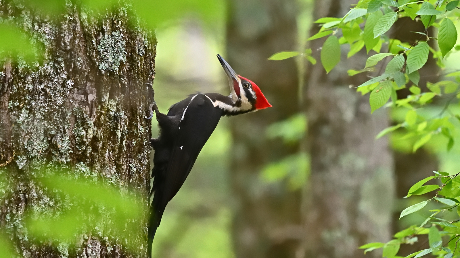 なぜあなたは実際にあなたの庭でキツツキを見たいのですか