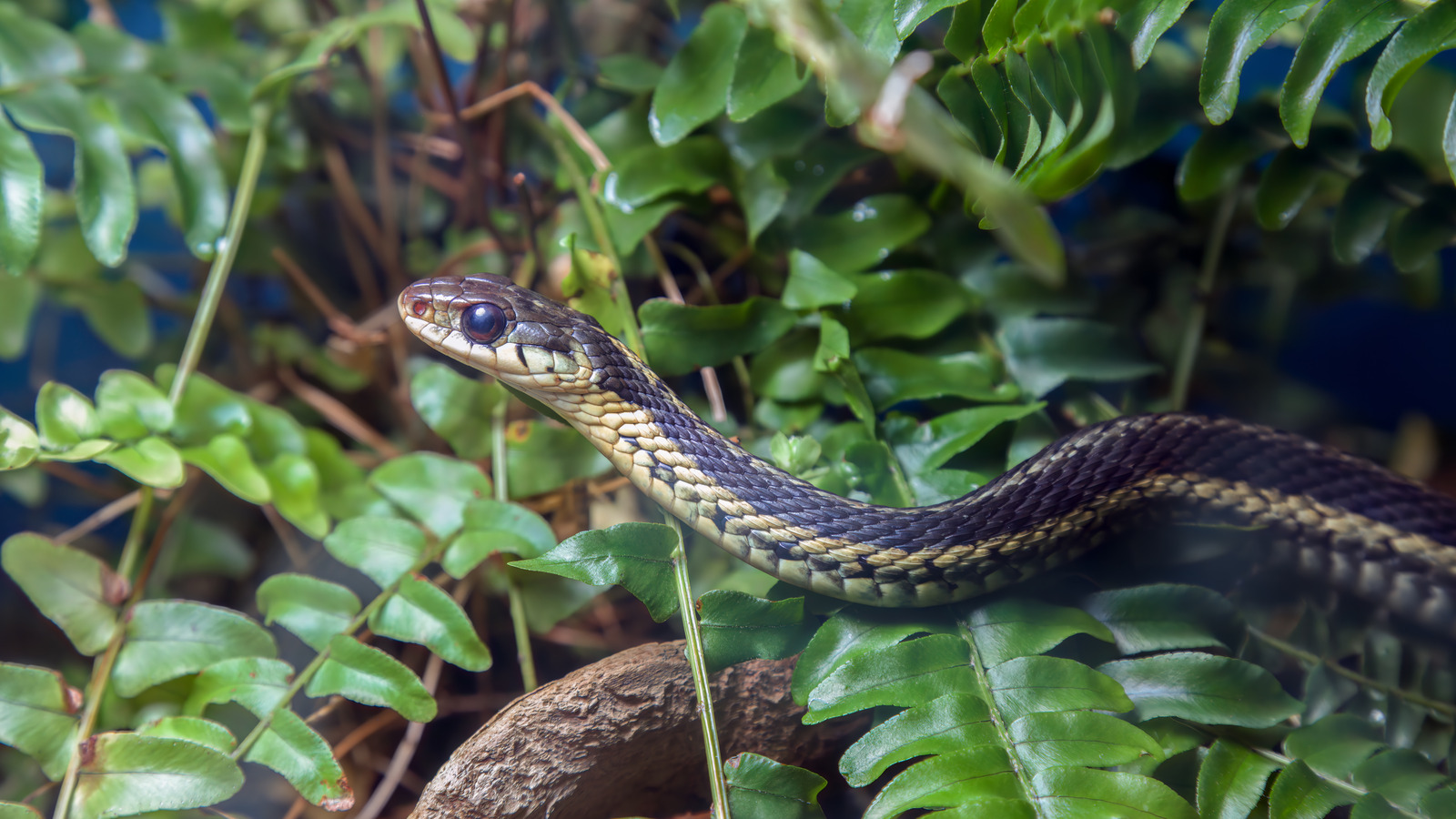 なぜあなたはあなたの庭にヘビが欲しいかもしれません、そしてそれらを引き付ける方法