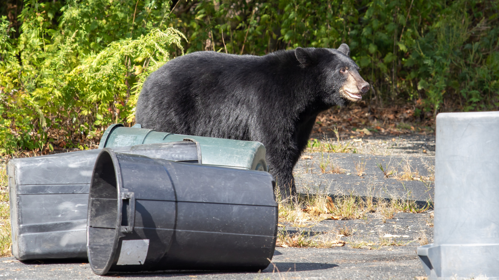 熊を撃退するためにゴミにmothballを追加することを再考する必要がある理由