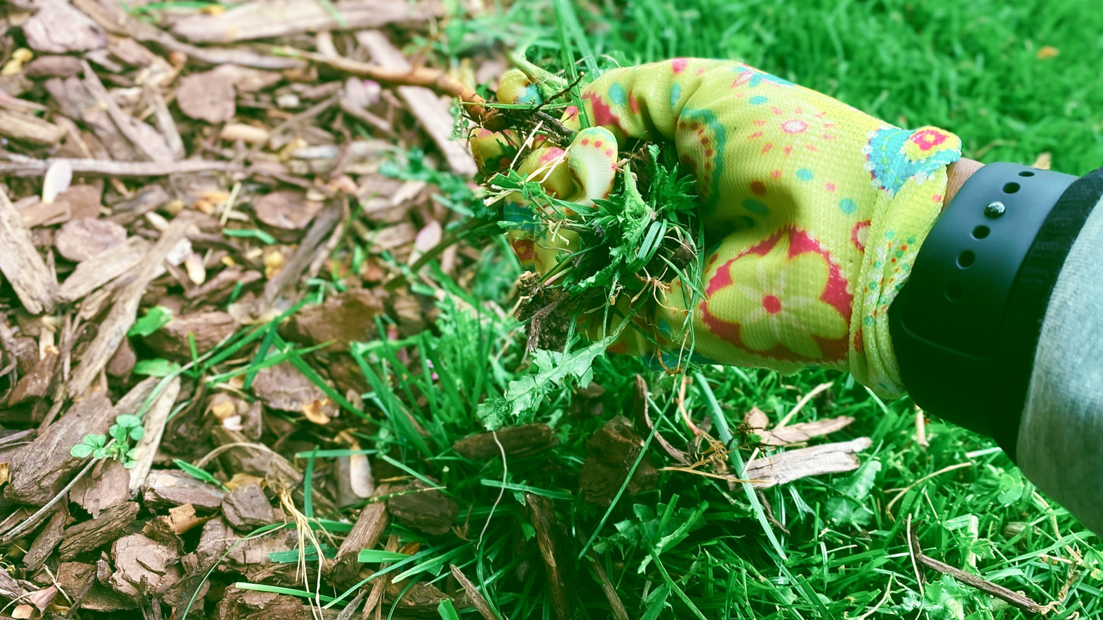 なぜあなたはあなたの庭ですべてのタンポポを殺すことを再考する必要があります