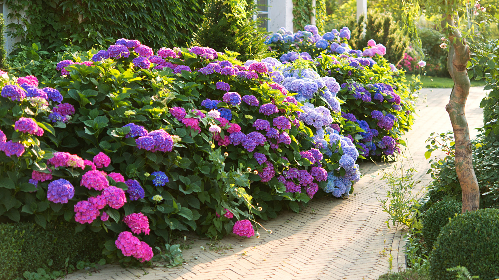 なぜヒドロンジの周りの土壌とコーヒーグラウンドを混ぜてみるべきなのか