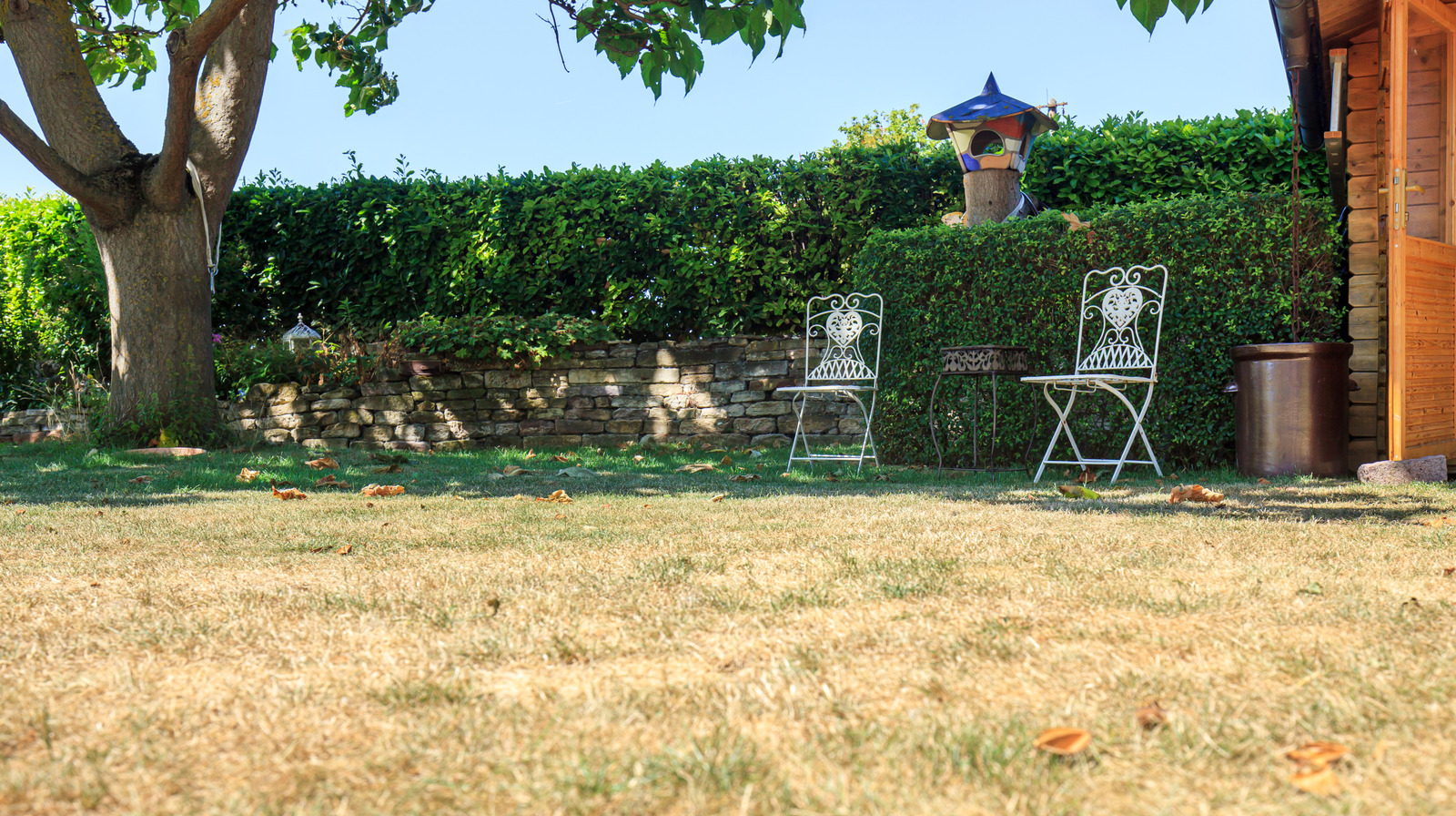 真夏の間に芝生が茶色になっても心配しないでください