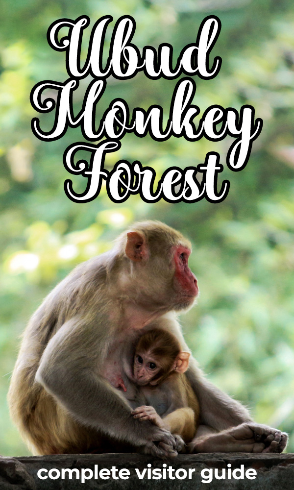 The Ubud Monkey Forest is a sacred jungle preserve in Ubud, Bali, where monkeys roam freely in their natural habitat and visitors can view and interact with they safely. This guide includes monkey forest prices, hours, location and safety tips.