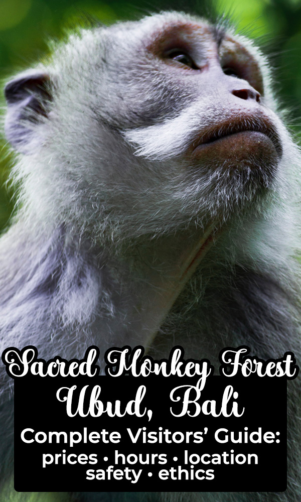 The complete guide to visiting the Sacred Monkey Forest in Ubud, Bali. This travel guide includes admission prices, hours, location, safety tips and ethical consideration for one of the top things to do in Bali.