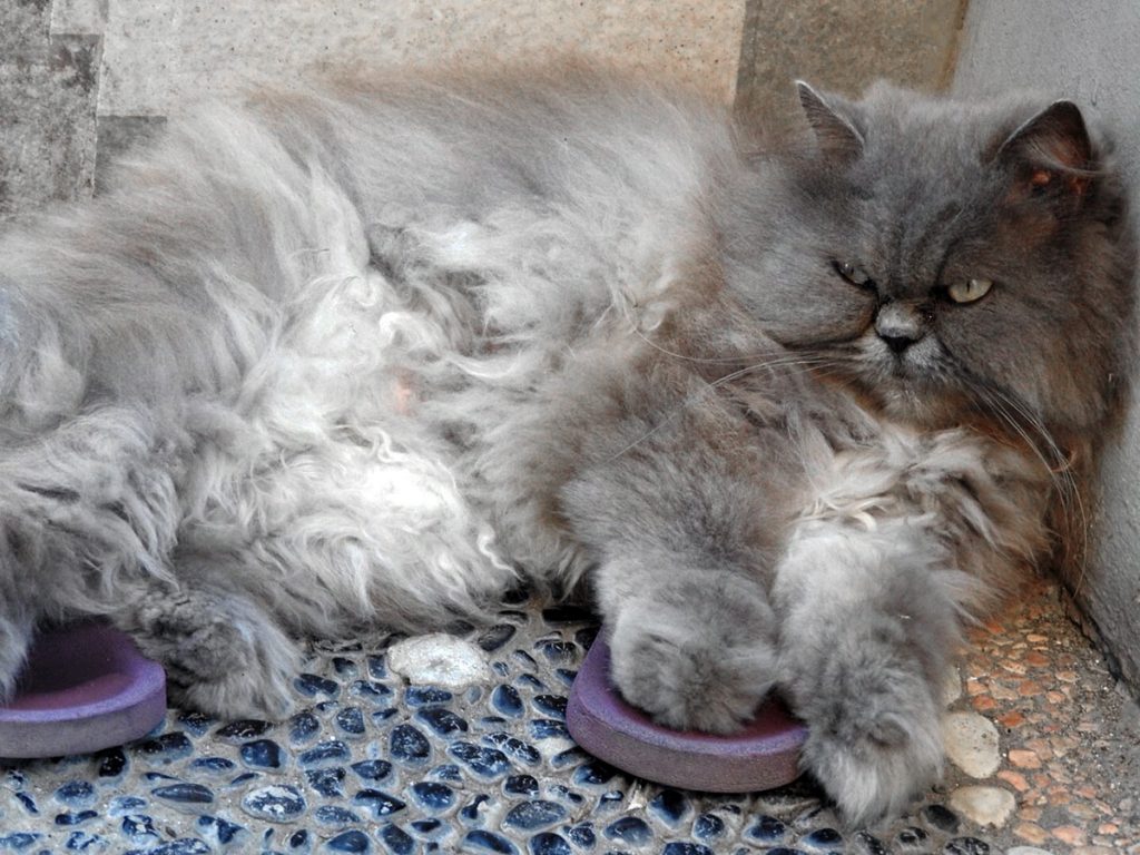 The cat at my hotel in Canggu, Bali