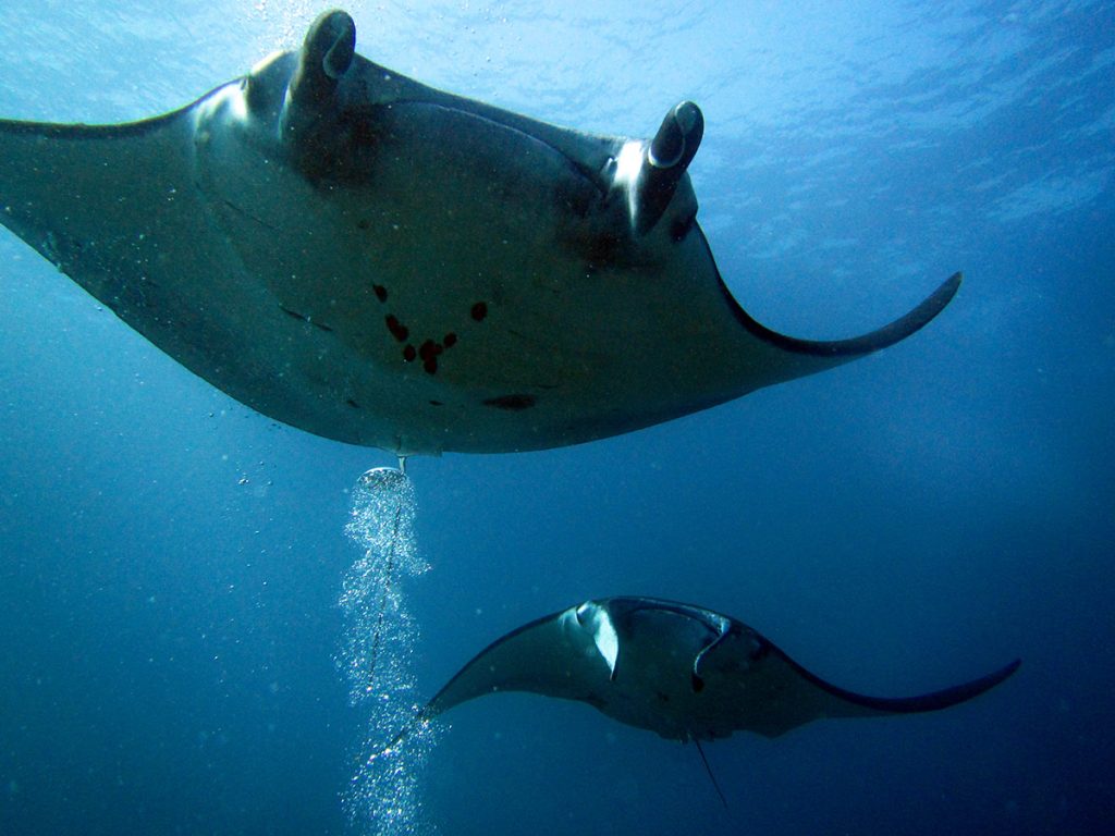 Scuba Diving with Manta Rays Near Nusa Penida, Bali, Indonesia