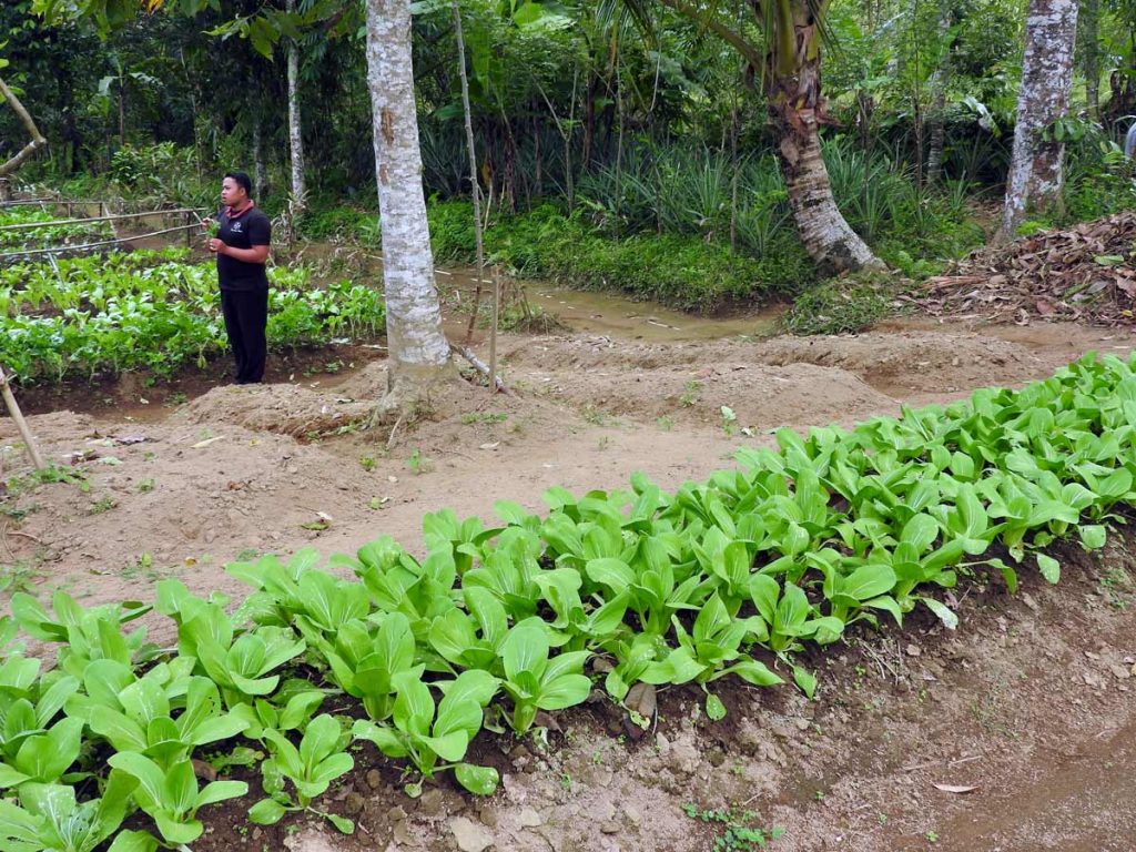 Leafy Greens at the Ubud Cooking Class - Organic Farm Tour at Pemulan Bali Farm Cooking