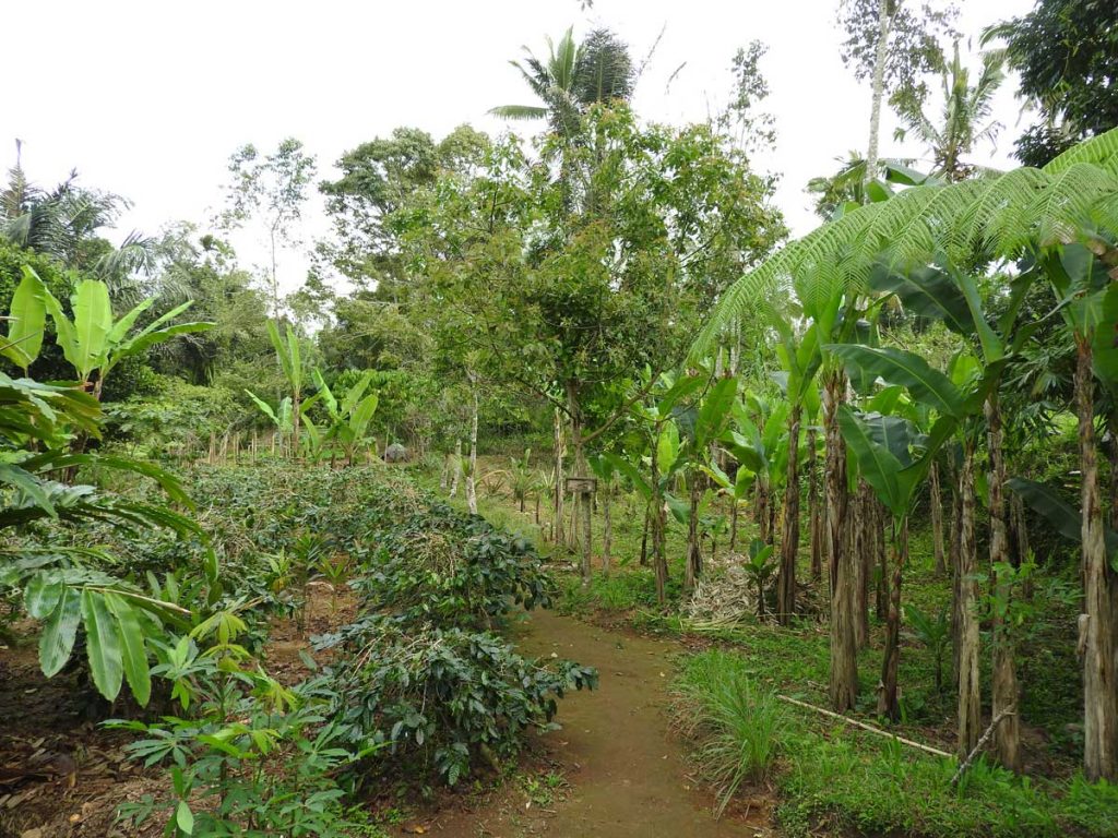 Fruit Trees at the Ubud Cooking Class - Organic Farm Tour at Pemulan Bali Farm Cooking