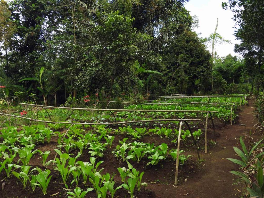 Ubud Cooking Class - Organic Farm Tour at Pemulan Bali Farm Cooking