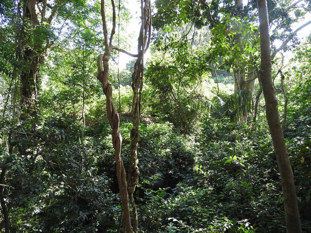Trees at the Ubud Sacred Monkey Forest