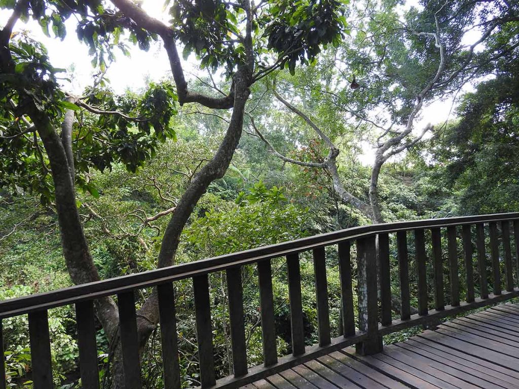 The Jungle Rainforest at Ubud Monkey Forest
