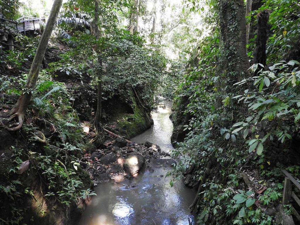 The River Running Through the Ubud Sacred Monkey Forest