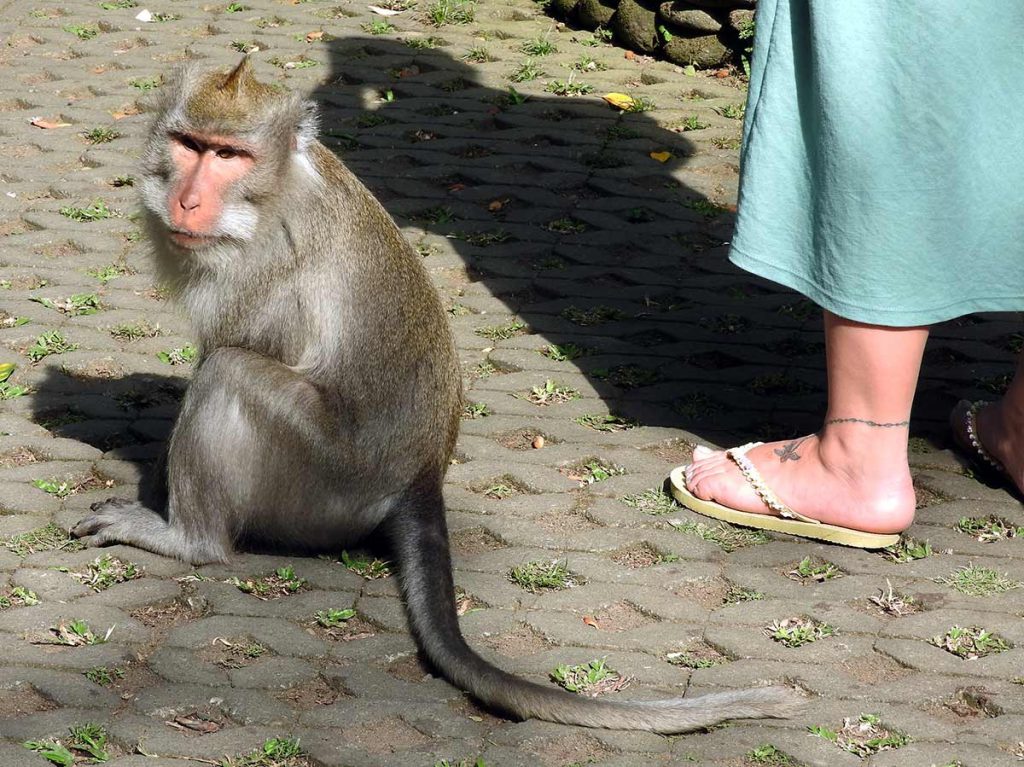 Woman and Monkey in the Ubud Monkey Forest, Bali