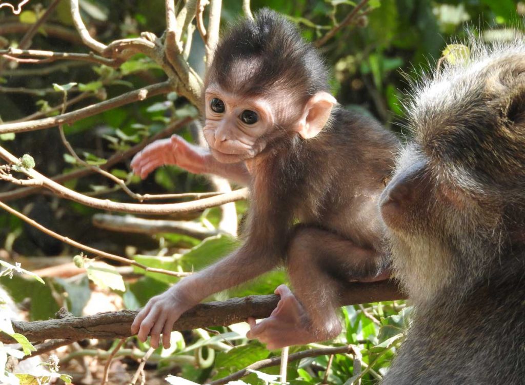 Baby Monkey in Ubud Sacred Monkey Forest