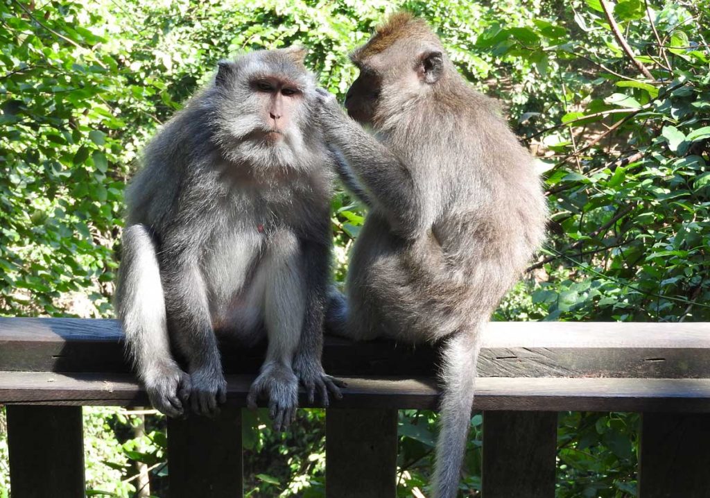 Monkeys Grooming in the Sacred Monkey Forest, Ubud, Bali