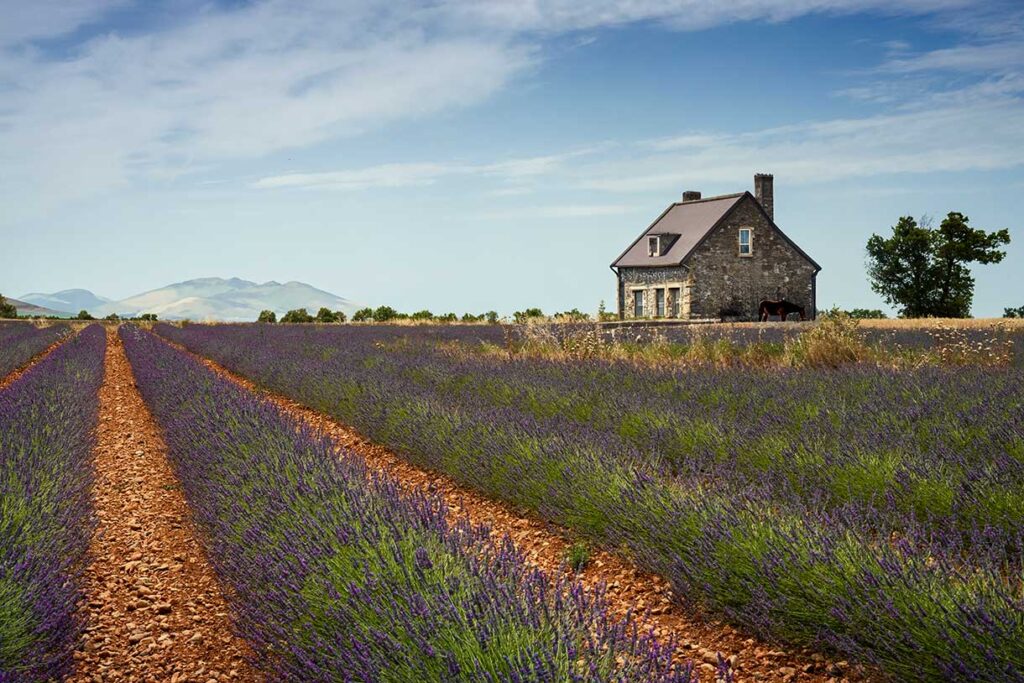 The Sault Lavender Festival in Provence France